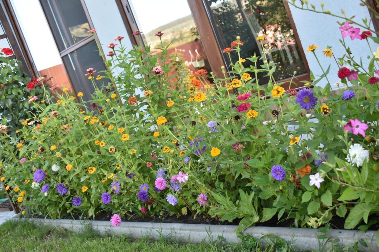 Bbs Residence คลูจ-นาโปกา ภายนอก รูปภาพ